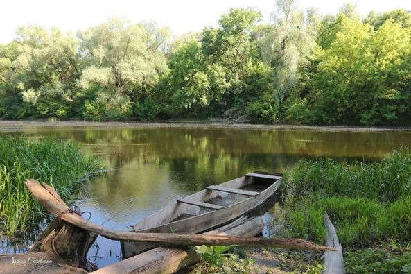 У річці Сейм виявлено низький рівень розчиненого кисню