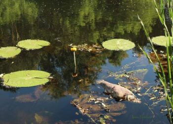 У річці Сейм виявлено низький рівень розчиненого кисню