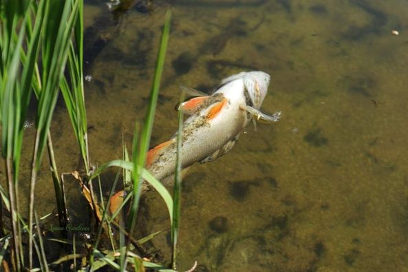 У річці Сейм виявлено низький рівень розчиненого кисню