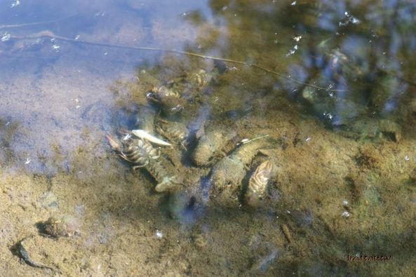 У річці Сейм виявлено низький рівень розчиненого кисню