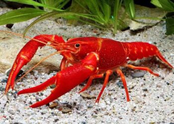 З 1 липня в Україні дозволили ловити раків 