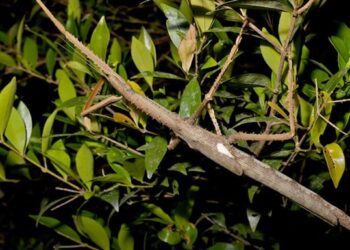 Австралії виявили новий вид комах завдовжки 40 см