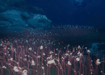 Вчені відкрили раніше невідому екосистему у Тихому океані