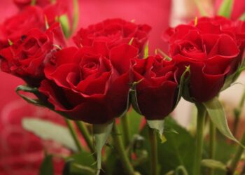 купити троянди оптом