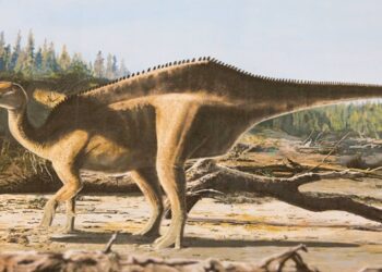 У Великій Британії відкрили новий вид динозавра з  парусом  на спині
