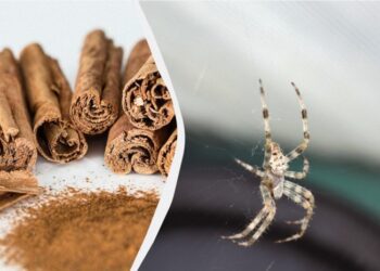 Ця комаха не боїться нічого, крім запаху кориці: де потрібно розсипати спецію