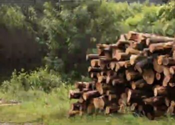 Хаос і непрозорість замість чесної конкуренції: бізнес заявив про критичну ситуацію в лісовій галузі