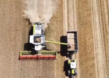 На Шосткинщині розпочався збір ранніх зернових + Відео