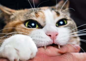 На Сумщині хворий на сказ кіт покусав господаря