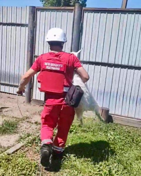 На Сумщині волонтери евакуювали двох останніх жительок села разом із козенятами