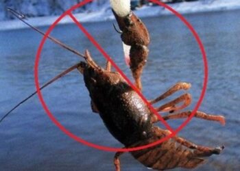 На Сумщині заборонять вилов раків