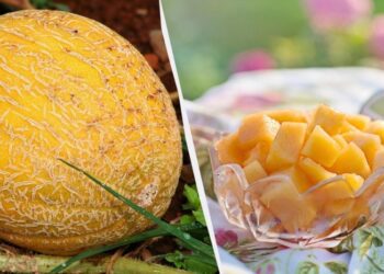 Названо стовідсоткову ознаку солодкої дині: є тільки у найстигліших плодів