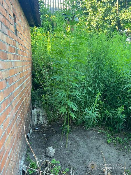 Поліцейські Сумщини викрили 14 громадян у незаконному зберіганні наркотиків