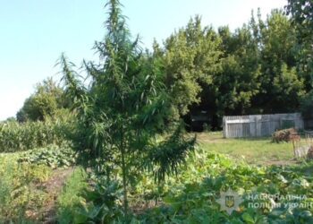 Роменські поліцейські викрили чоловіка у незаконному вирощуванні конопель