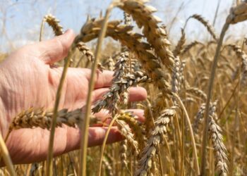 Ситуація гірше, ніж очікувалося: експерти засмутили новим прогнозом щодо врожаю