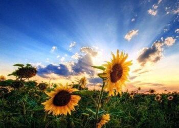 У найближчі дні на Сумщині збережеться пожежна небезпека