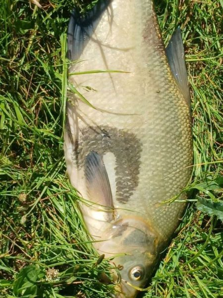 У річці Сейм зафіксовано масову загибель риби (+фото)