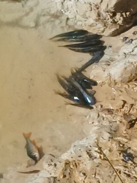 У річці Сейм зафіксовано масову загибель риби (+фото)