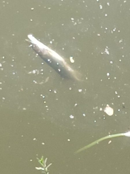 У річці Сейм зафіксовано масову загибель риби (+фото)