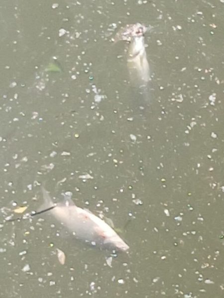 У річці Сейм зафіксовано масову загибель риби (+фото)