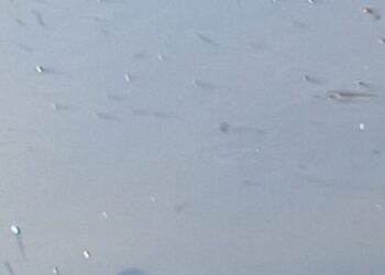 У річці Сейм зафіксовано масову загибель риби (+фото)