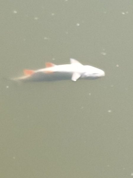 У річці Сейм зафіксовано масову загибель риби (+фото)