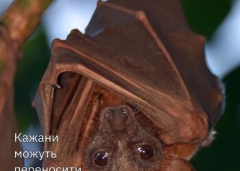 У Сумах двох людей покусали кажани