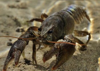 З наступного тижня на Сумщині заборонено ловити раків