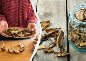 Замочувати годинами не потрібно: ось чим посипати сушені гриби, щоб приготувати швидко