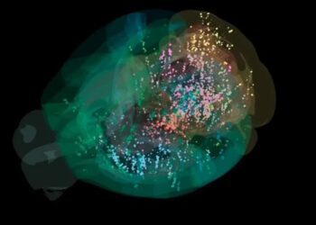 Вчені створили першу детальну карту прийняття рішень у мозку