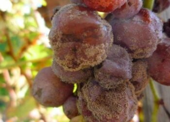 Сіра гниль винограду: Як розпізнати, попередити та ефективно боротися з хворобою