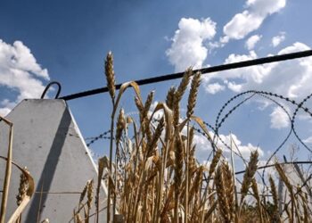 Аграрії завершили збір пшениці в Україні