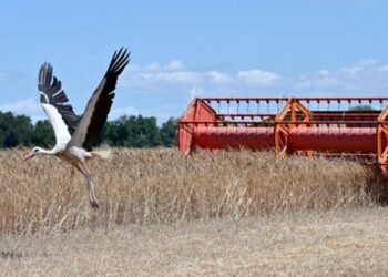 В Україні зібрали майже 30 млн тонн зерна нового врожаю