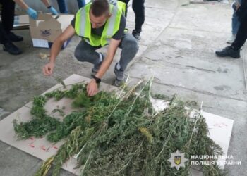 Більше 11 кг канабісу та 250 рослин коноплі вилучила поліція на Сумщині – серед фігурантів жителі Шосткинщини