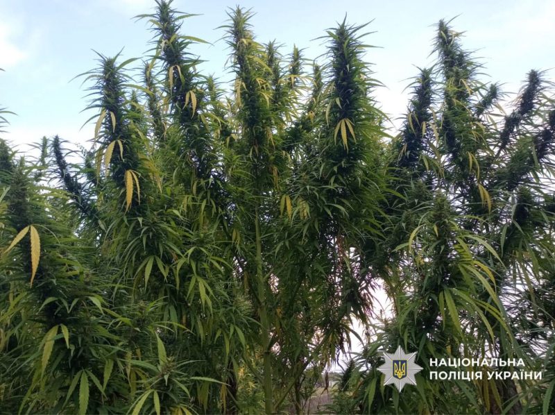 Більше 11 кг канабісу та 250 рослин коноплі вилучила поліція на Сумщині – серед фігурантів жителі Шосткинщини