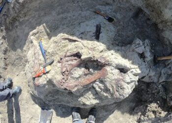 Joaquinraptor casali: у Патагонії відкрили семиметрового хижака