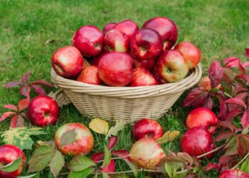 Яблук по 5 гривень вже ніколи не буде: експерт пояснив, скільки має коштувати фрукт