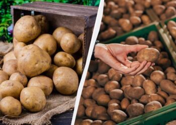 Моя картопля лежить до весни і не проростає: у льох завжди кладу один предмет