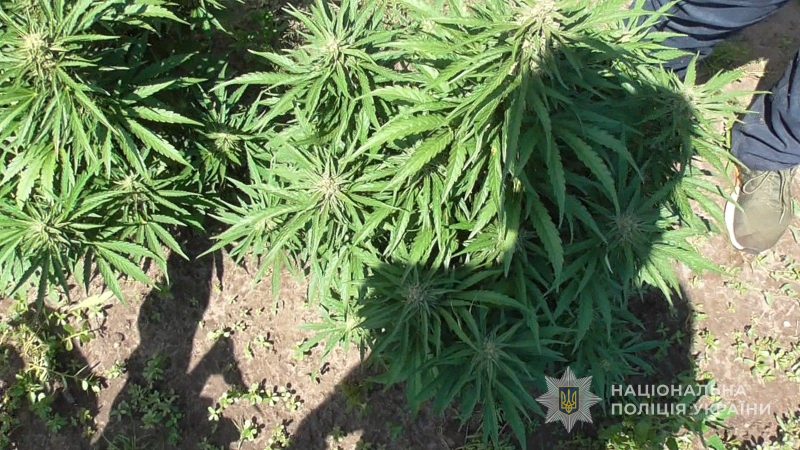 На Роменщині поліція завершила розслідування щодо незаконного вирощування конопель