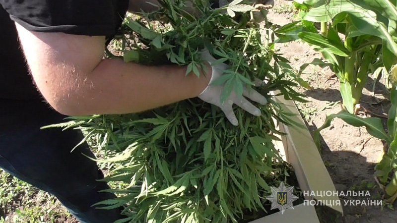 На Роменщині поліція завершила розслідування щодо незаконного вирощування конопель
