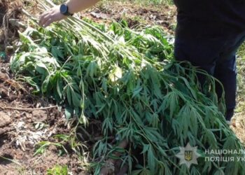 На Роменщині поліція завершила розслідування щодо незаконного вирощування конопель