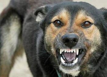 На Сумщині зафіксовано випадок сказу у домашнього собаки