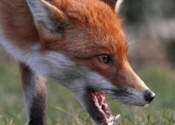 На Сумщині зареєстровано вже 15 випадків сказу тварин + Відео