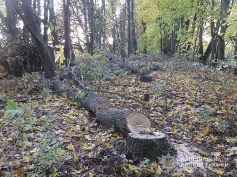 Незаконний поруб лісу на Конотопщині: поліція скерувала до суду обвинувальний акт стосовно двох чоловіків