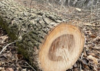 Підприємець, за вказівкою якого незаконно спиляли 500 дерев, заплатить в бюджет Шосткинської громади 855 тис.грн