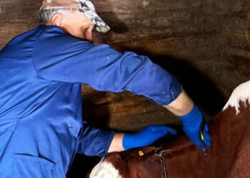 У Роменському районі зняті карантинні обмеження щодо сказу ВРХ