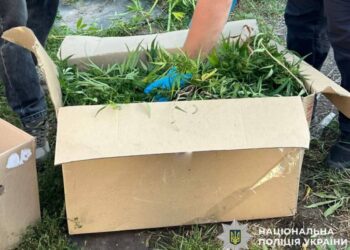 У Сумах дільничні офіцери поліції виявили незаконний посів конопель