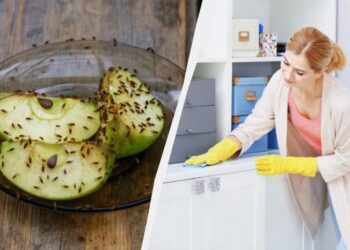 Відома блогерка показала, як швидко прогнати мошок з квартири: нічого купувати не потрібно