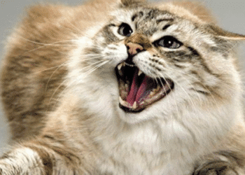 З початку року на Конотопщині зареєстровано 6 випадків сказу