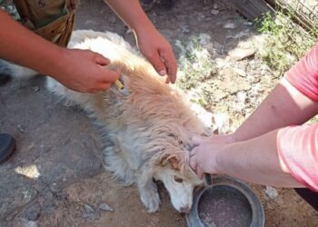 За тиждень у прикордонній громаді Шосткинського району вакцинували від сказу 90 домашніх тварин